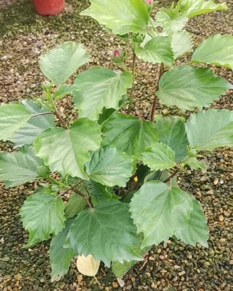 优质丹麦木槿，三种颜色