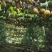 罗汉果、传统烤果、广西桂林特产，原产地优质果批发