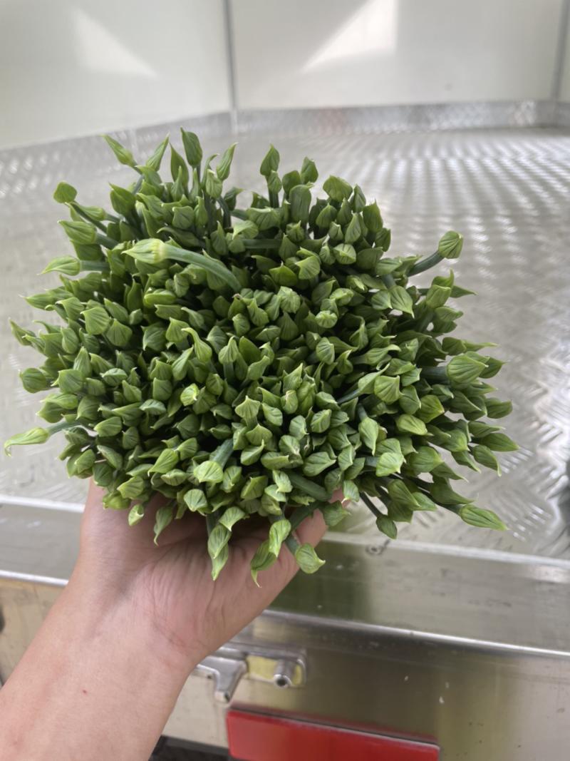 长期供应优质韭菜花批发，源自地头一手货，日日新鲜。