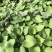 蜜薯苗、蜜薯地瓜苗、蜜薯红薯苗、蜜薯、红薯苗
