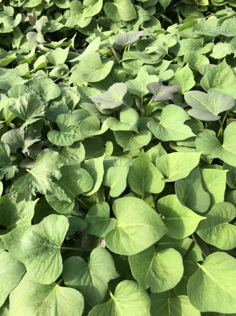 蜜薯苗、蜜薯地瓜苗、蜜薯红薯苗、蜜薯、红薯苗