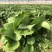 蜜薯苗、蜜薯地瓜苗、蜜薯红薯苗、蜜薯、红薯苗