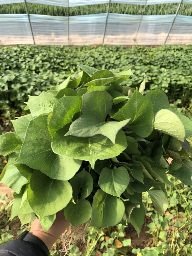 蜜薯苗、蜜薯地瓜苗、蜜薯红薯苗、蜜薯、红薯苗