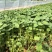 蜜薯苗、蜜薯地瓜苗、蜜薯红薯苗、蜜薯、红薯苗