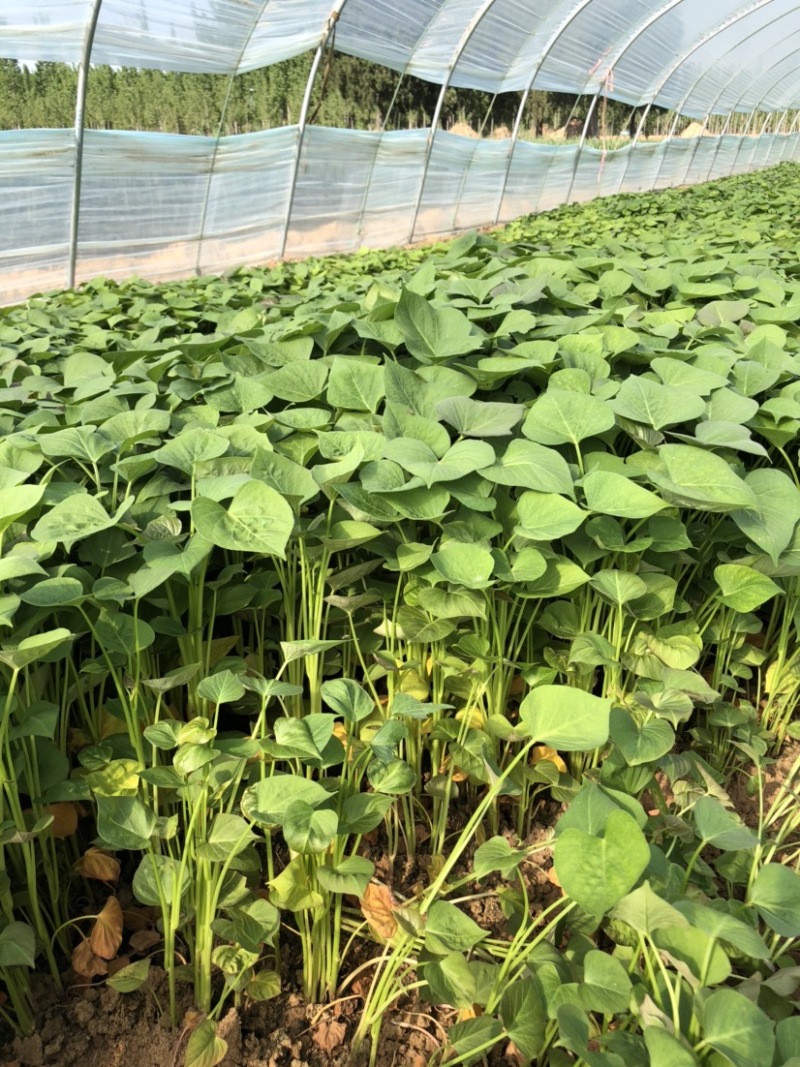 蜜薯苗、蜜薯地瓜苗、蜜薯红薯苗、蜜薯、红薯苗
