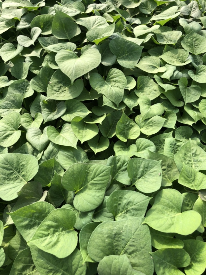 蜜薯苗、蜜薯地瓜苗、蜜薯红薯苗、蜜薯、红薯苗