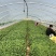 蜜薯苗、蜜薯地瓜苗、蜜薯红薯苗、蜜薯、红薯苗