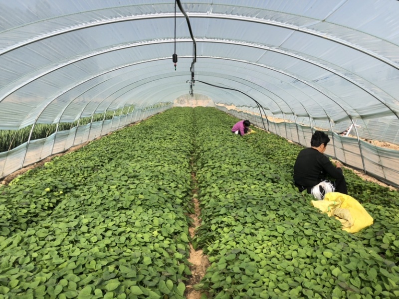 蜜薯苗、蜜薯地瓜苗、蜜薯红薯苗、蜜薯、红薯苗