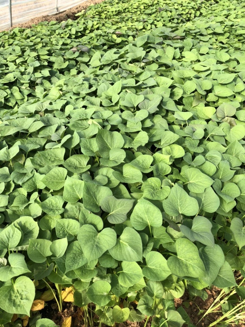 蜜薯苗、蜜薯地瓜苗、蜜薯红薯苗、蜜薯、红薯苗