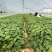 蜜薯苗、蜜薯地瓜苗、蜜薯红薯苗、蜜薯、红薯苗