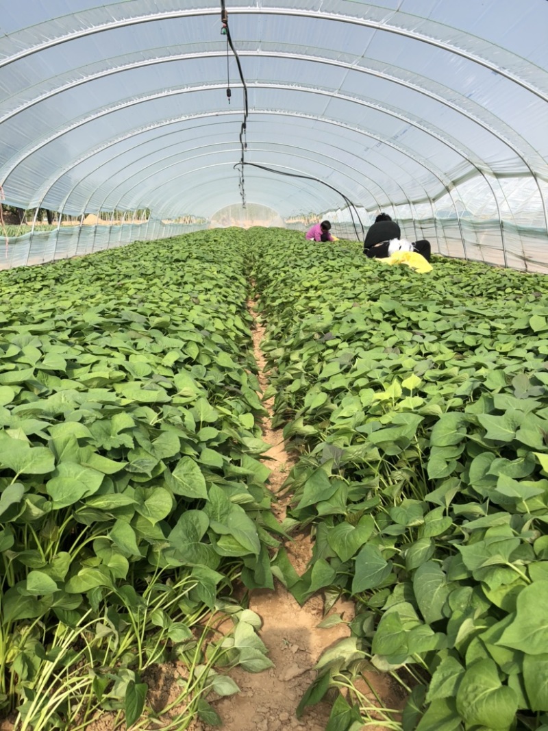 蜜薯苗、蜜薯地瓜苗、蜜薯红薯苗、蜜薯、红薯苗