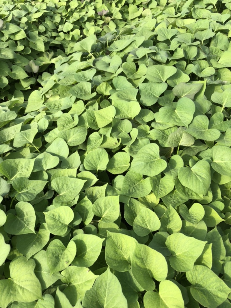 蜜薯苗、蜜薯地瓜苗、蜜薯红薯苗、蜜薯、红薯苗