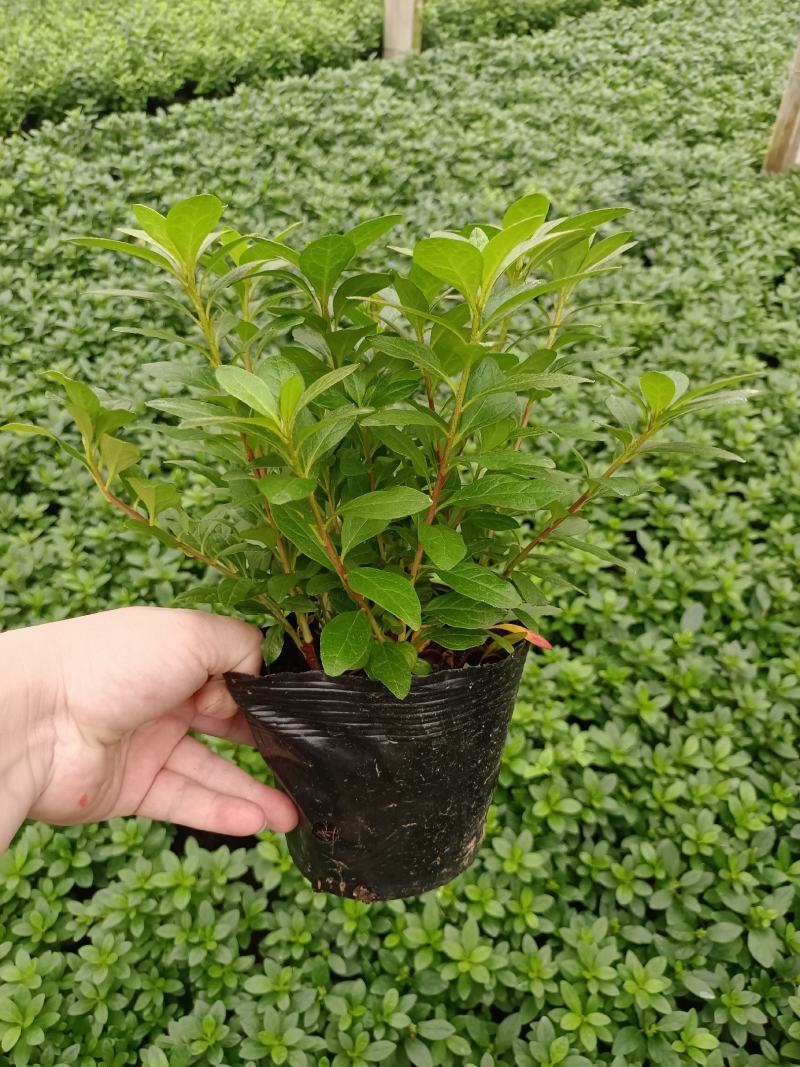 基地直销比利时西洋杜鹃大红色杜鹃苗玫红桃红樱桃红等