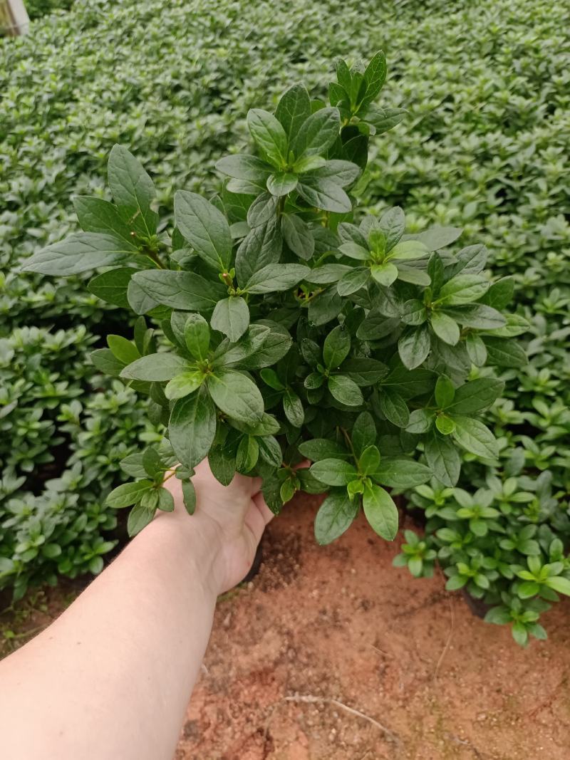 基地直销比利时西洋杜鹃大红色杜鹃苗玫红桃红樱桃红等
