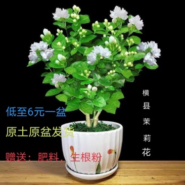 广西横县茉莉花苗，零售，批发，基地直销，地苗，老桩，盆栽