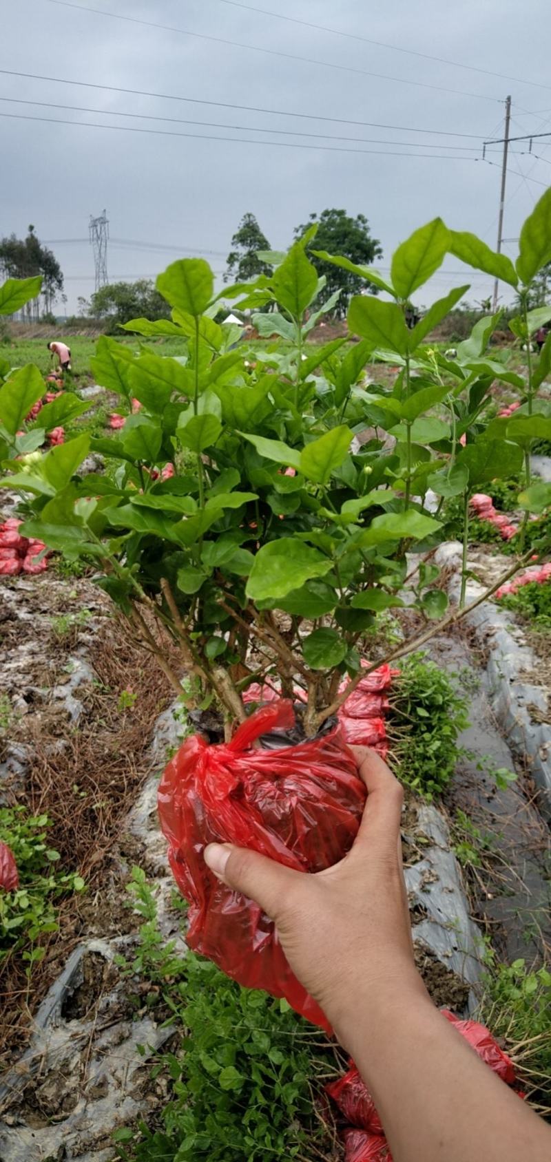 横县茉莉花苗窝苗茉莉花盆栽基地直发保质保量