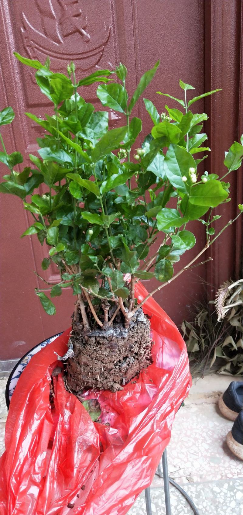 横县茉莉花苗窝苗茉莉花盆栽基地直发保质保量