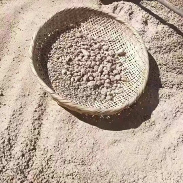 青稞酒
