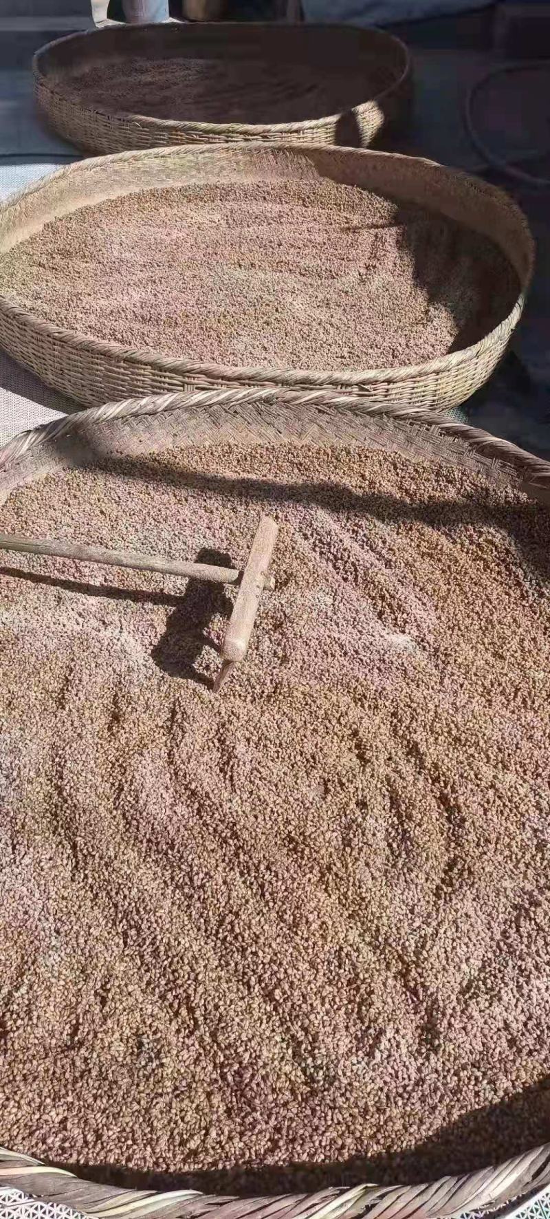青稞酒