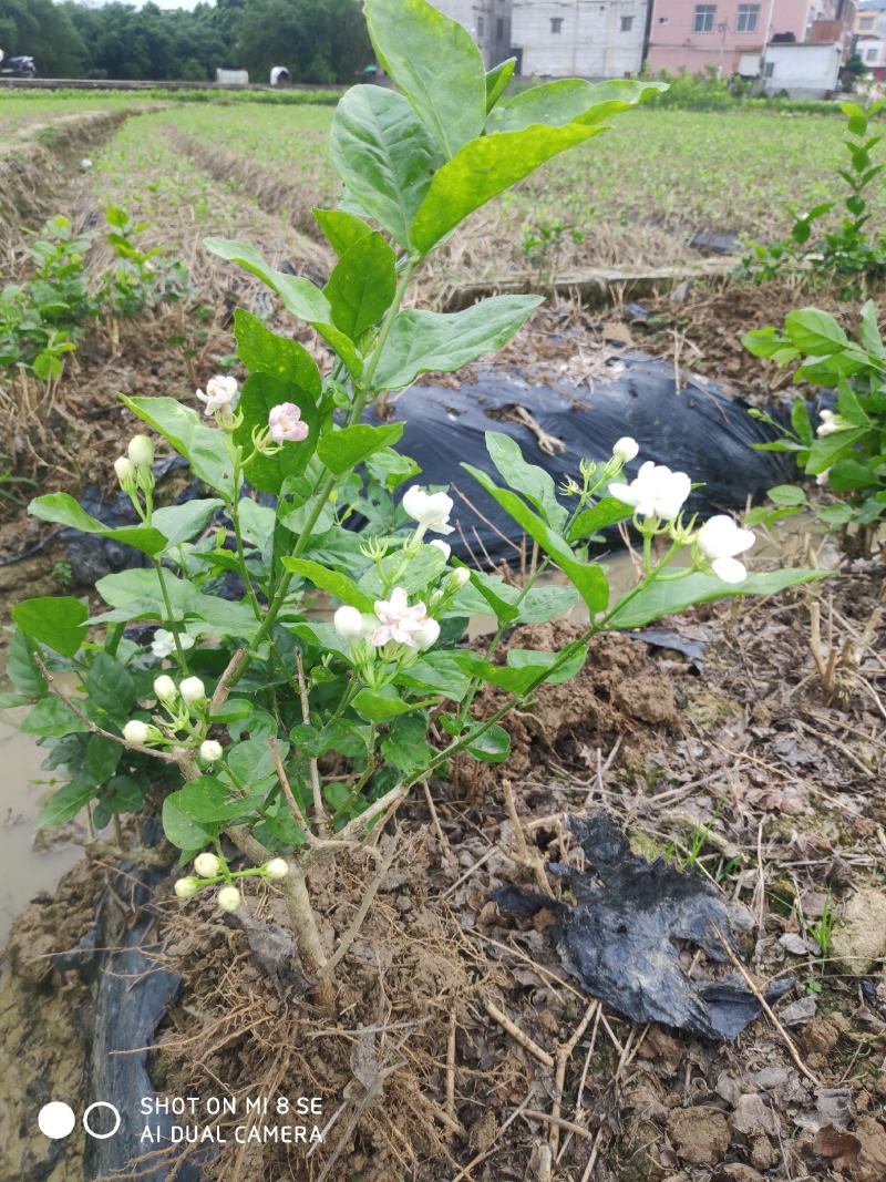 特价茉莉花盆栽室内绿植阳台浓香四季开花常青驱蚊花卉好养的