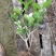 特价茉莉花盆栽室内绿植阳台浓香四季开花常青驱蚊花卉好养的