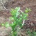 特价茉莉花盆栽室内绿植阳台浓香四季开花常青驱蚊花卉好养的