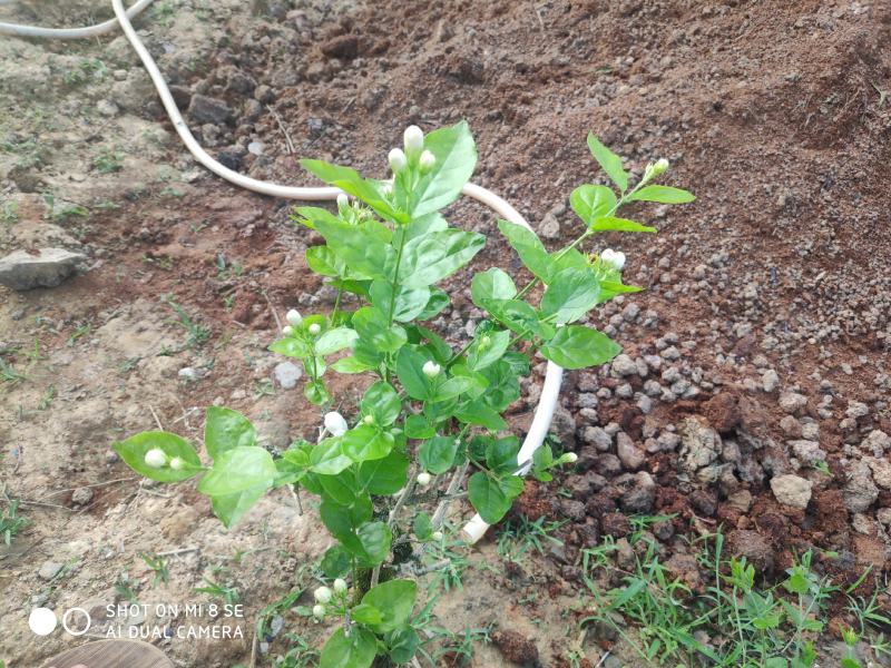 特价茉莉花盆栽室内绿植阳台浓香四季开花常青驱蚊花卉好养的