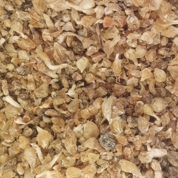 陕西薤白无杂净货过风车量大从优欢迎选购