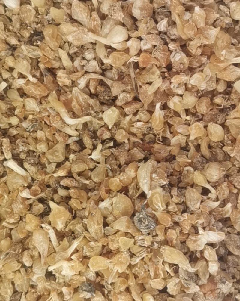 陕西薤白无杂净货过风车量大从优欢迎选购