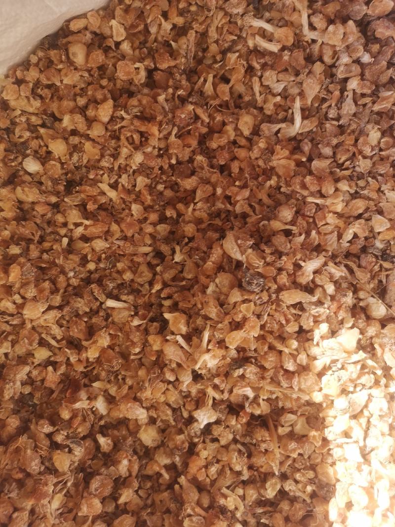 陕西薤白无杂净货过风车量大从优欢迎选购