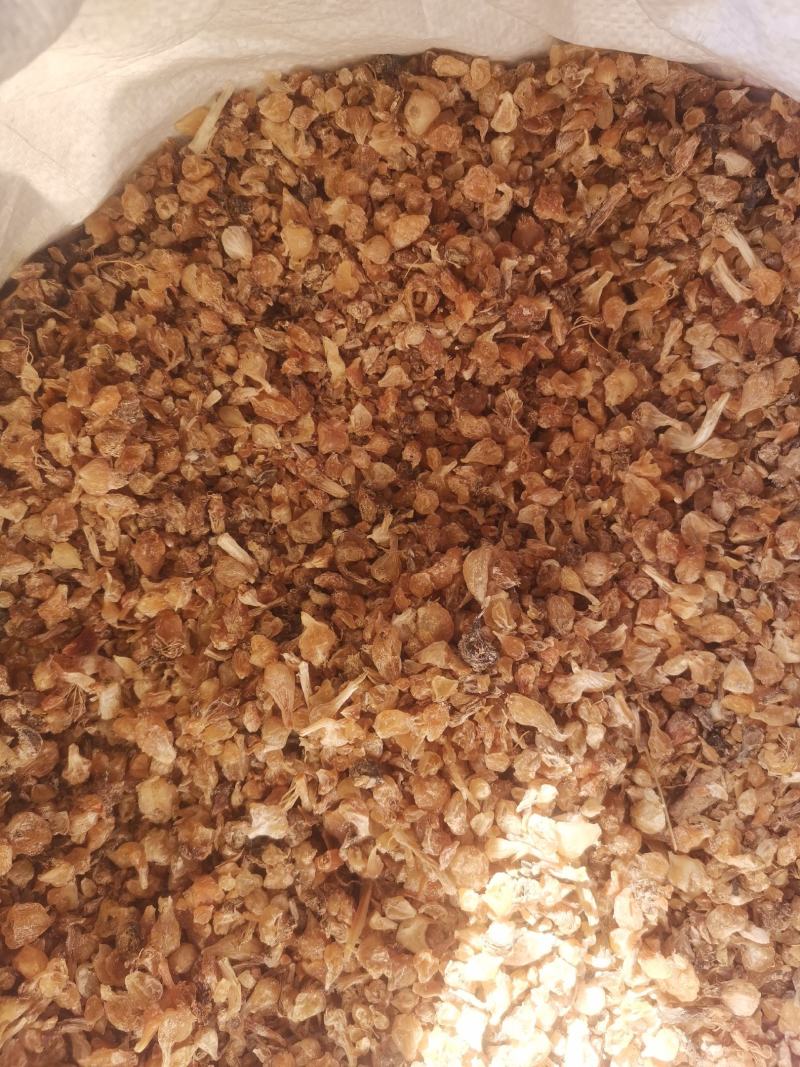 陕西薤白无杂净货过风车量大从优欢迎选购