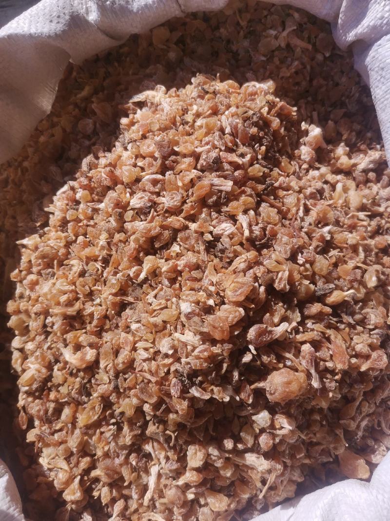 陕西薤白无杂净货过风车量大从优欢迎选购