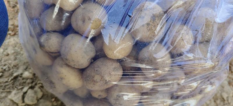 大西洋土豆鲜切薯片专用土豆全粉土豆干物质含量高