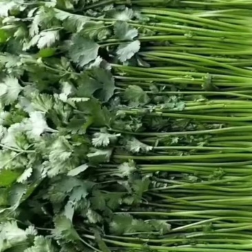 香菜大量上市