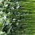 香菜大量上市