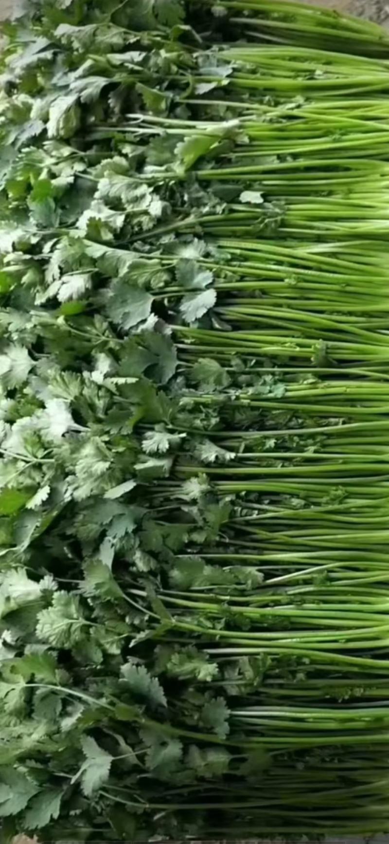香菜大量上市