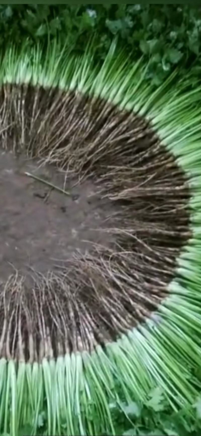 香菜大量上市