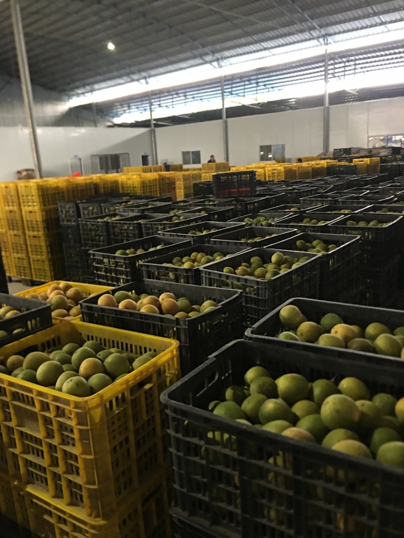 罗汉果优质产品.独立包装，原产地高山果、桂林特产批发