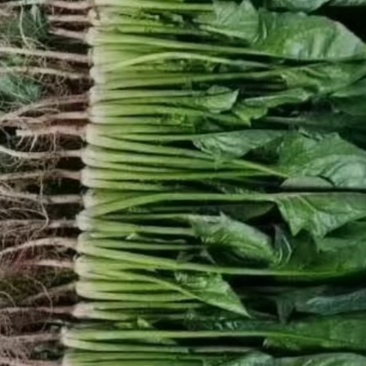 大叶菠菜大量上市