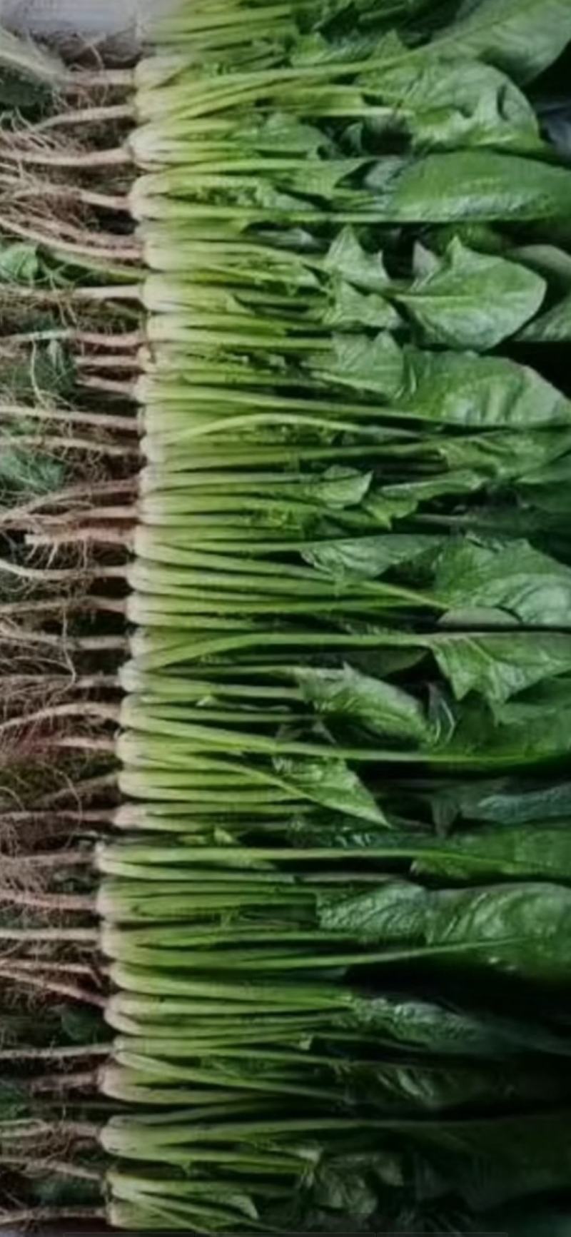 大叶菠菜大量上市