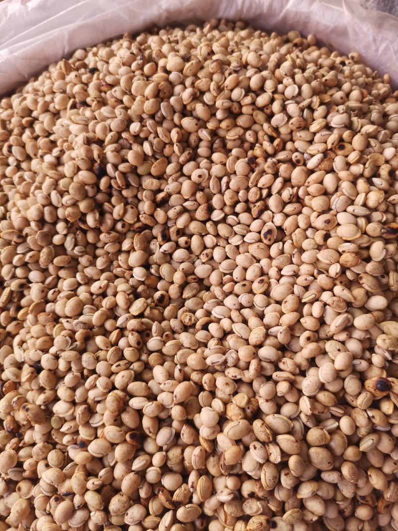 优质云南白扁豆量大从优规格齐全欢迎选购