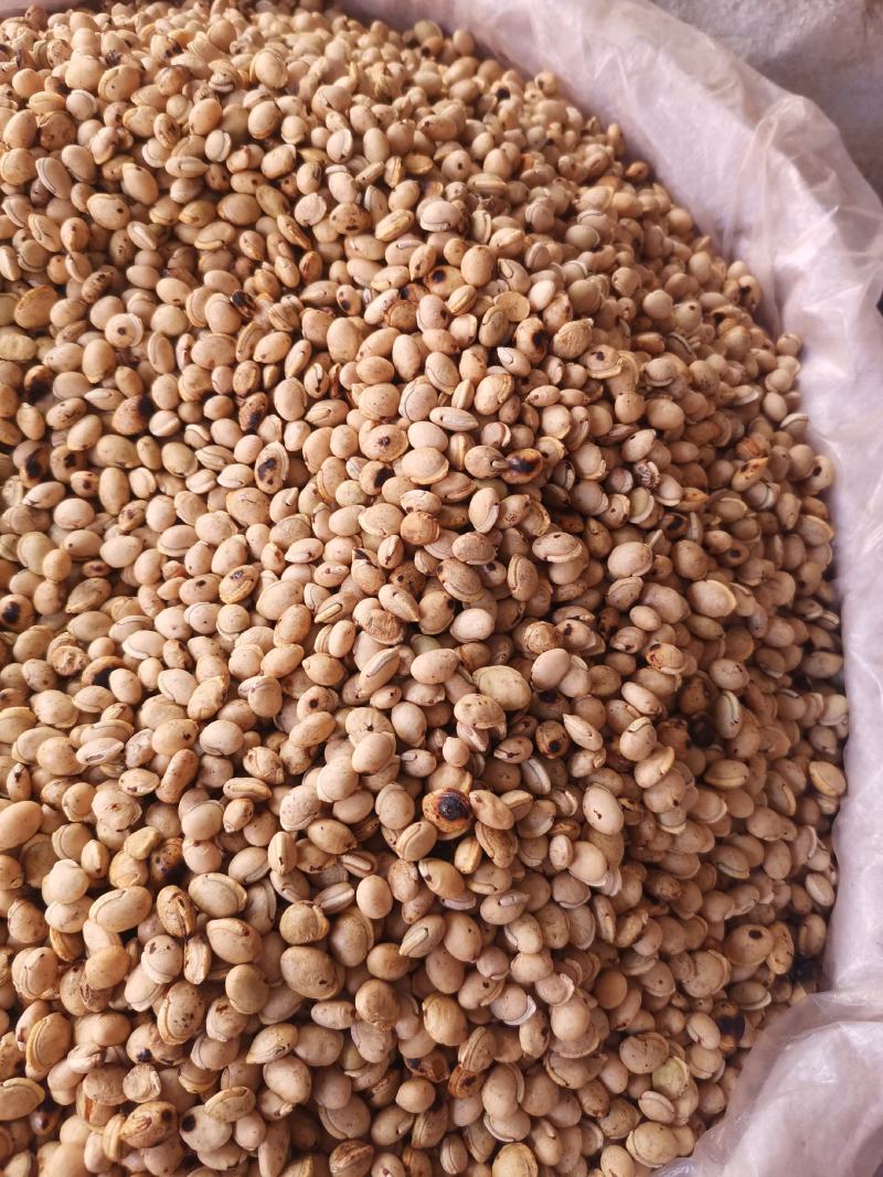 优质云南白扁豆量大从优规格齐全欢迎选购