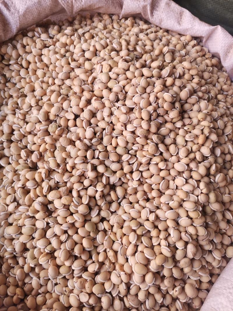 优质云南白扁豆量大从优规格齐全欢迎选购
