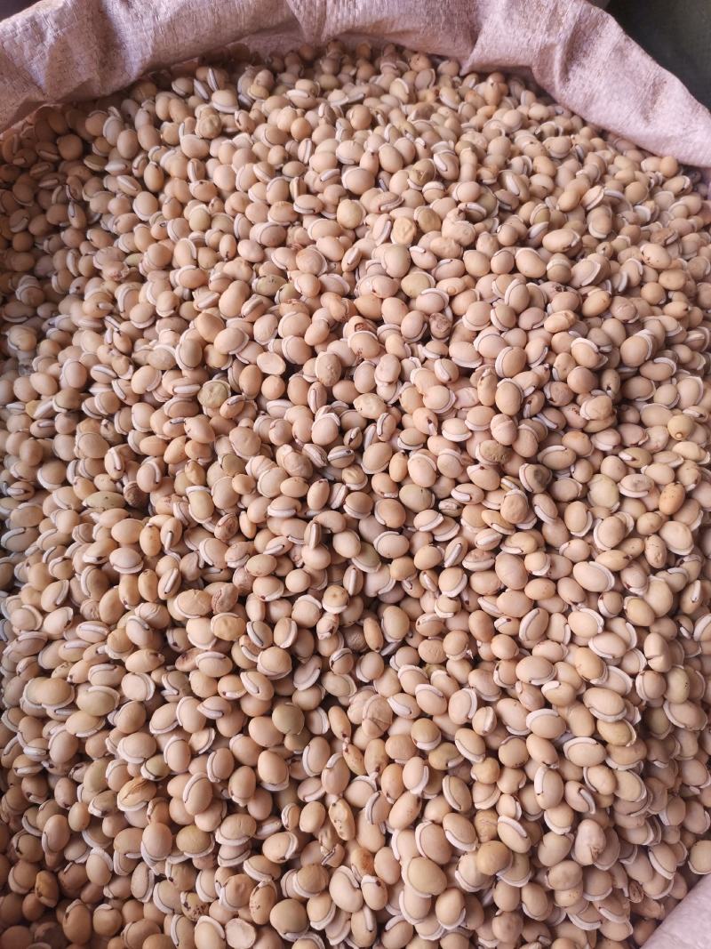 优质云南白扁豆量大从优规格齐全欢迎选购