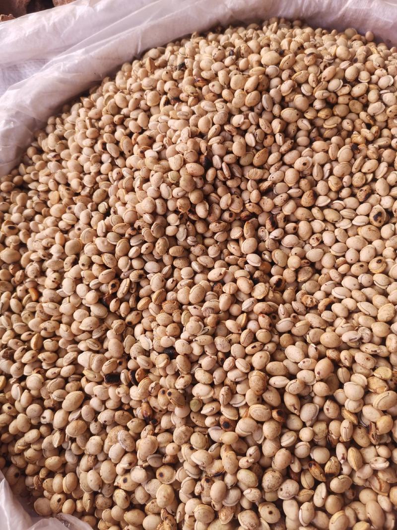 优质云南白扁豆量大从优规格齐全欢迎选购
