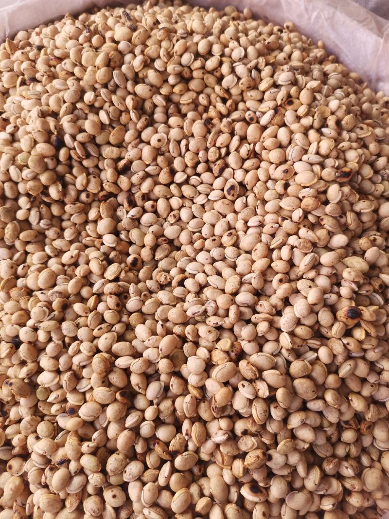 优质云南白扁豆量大从优规格齐全欢迎选购