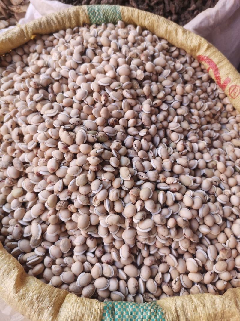 优质云南白扁豆量大从优规格齐全欢迎选购