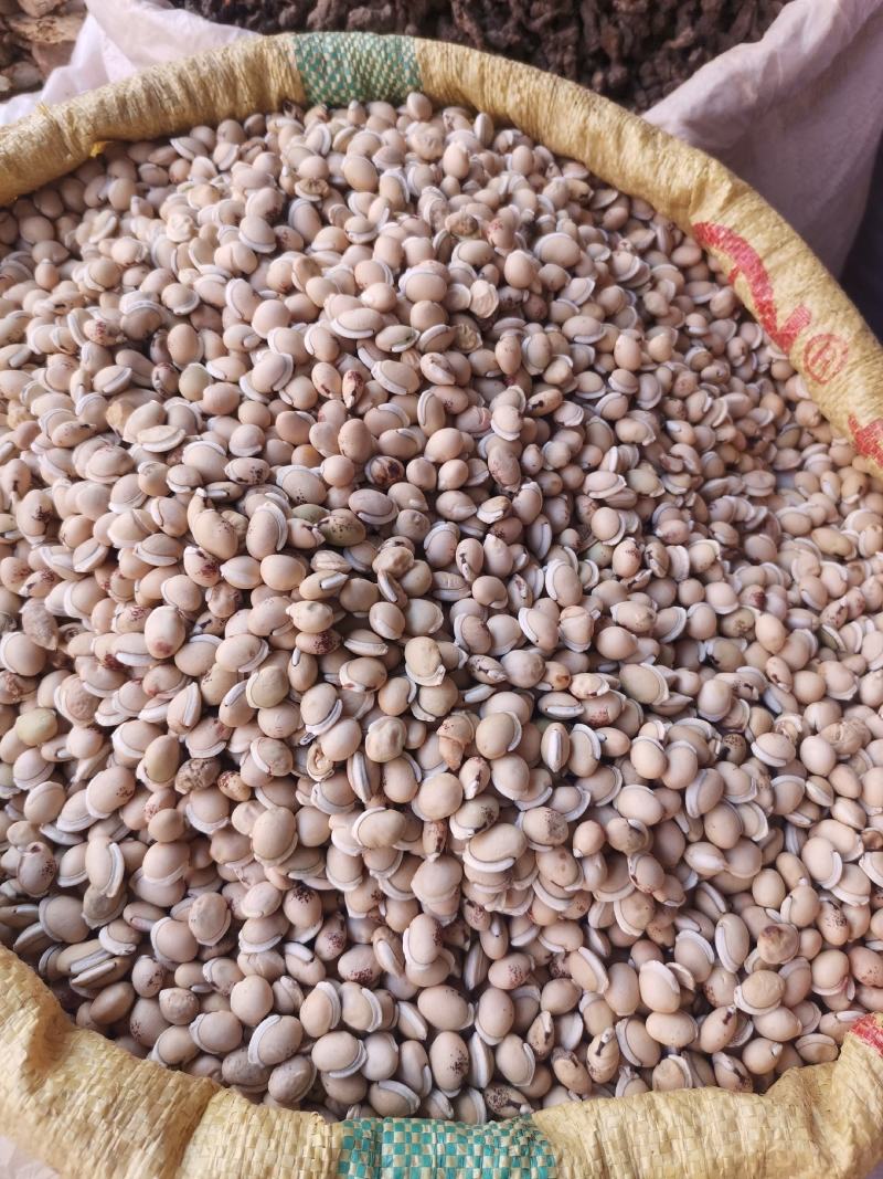 优质云南白扁豆量大从优规格齐全欢迎选购