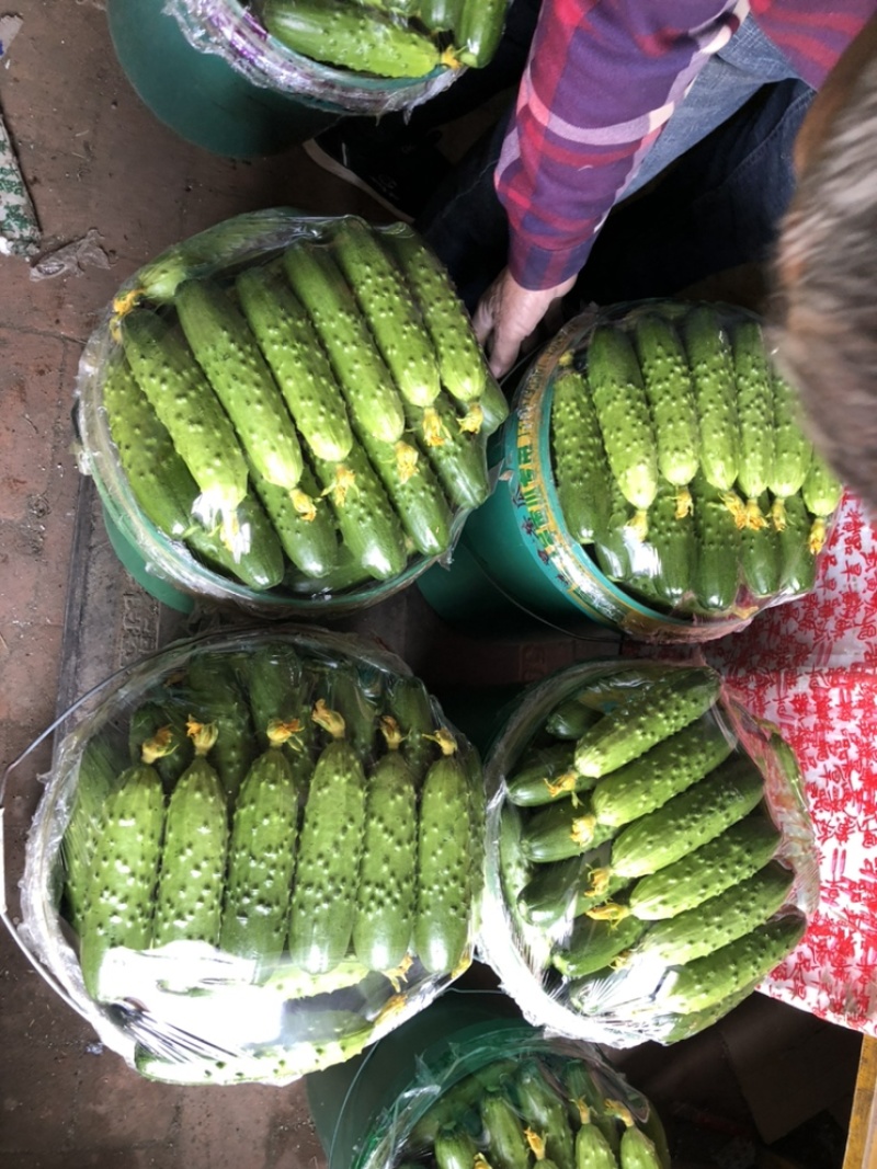 绥中旱黄瓜辽宁旱黄瓜辽宁黄瓜旱黄瓜欢迎咨询