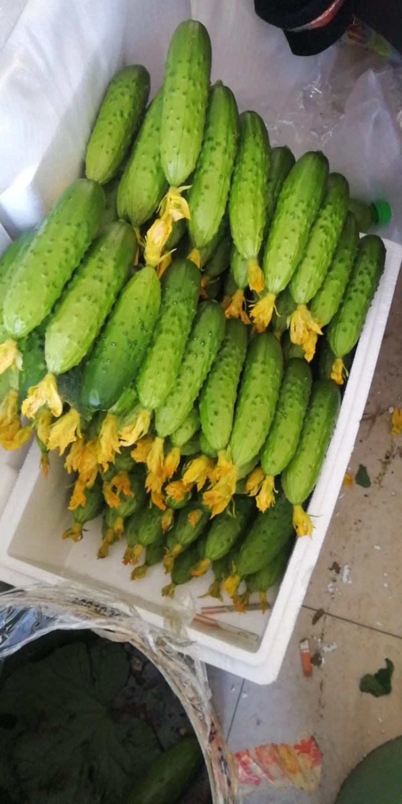 绥中旱黄瓜辽宁旱黄瓜辽宁黄瓜旱黄瓜欢迎咨询